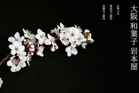 Fleurs de cerisier sur un fond noir